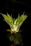 Hydrangea quercifolia RCP04-06 (123).jpg